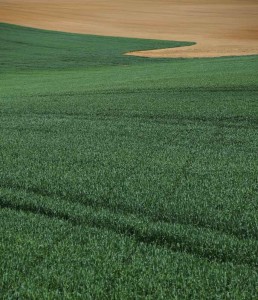 Davor Dolenčić-Panonija