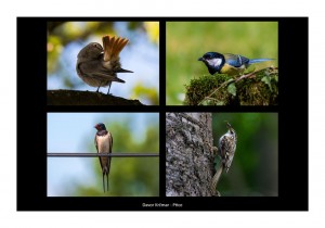 Davor Krčmar - Ptice