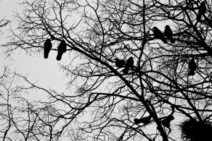 Davor Žerjav Ptice Ptice 2