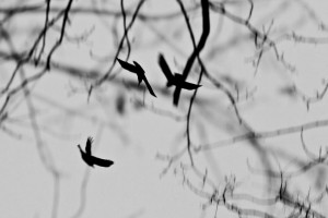 Davor Žerjav Ptice Ptice 3