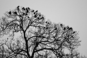 Davor Žerjav Ptice Ptice 4