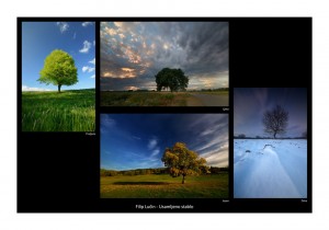 Filip Lučin - Usamljeno stablo