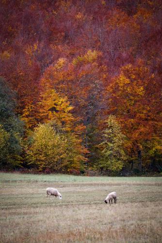 Martin Mlinaric, Holy Sheep!