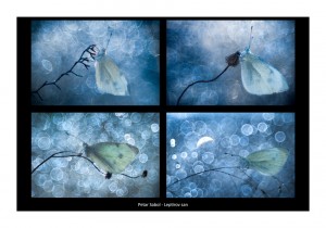 Petar Sabol - Leptirov san