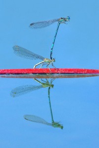 Petar Sabol Natural abstract 1