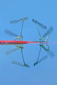 Petar Sabol Natural abstract 2