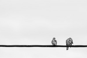 Petar Sabol Sharpeye-Pickanje