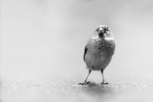 Petar Sabol Sharpeye-Pile