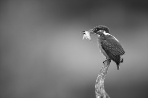 Petar Sabol Sharpeye-Ribica