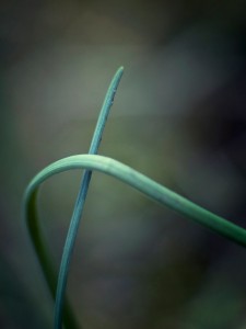 Vanja Vukadinović-Zelena petlja