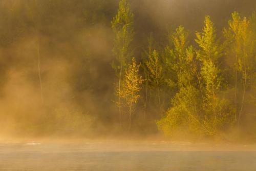 Davorin Mance, Zlatna zišina