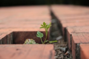 Zoran Kolarić--Život