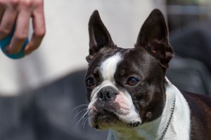 robert martincic (1)