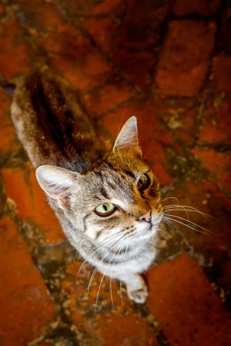 Siniša Ludaš, Zagorska macka