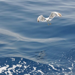 Željko Ovčar-Pučina