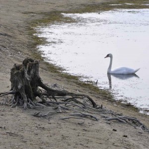 Željko Ovčar-Usamljeni